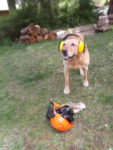 Dillion the firewood dog