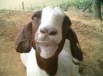 cute goat