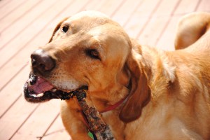 Ben Kersen - 2 sets of rules